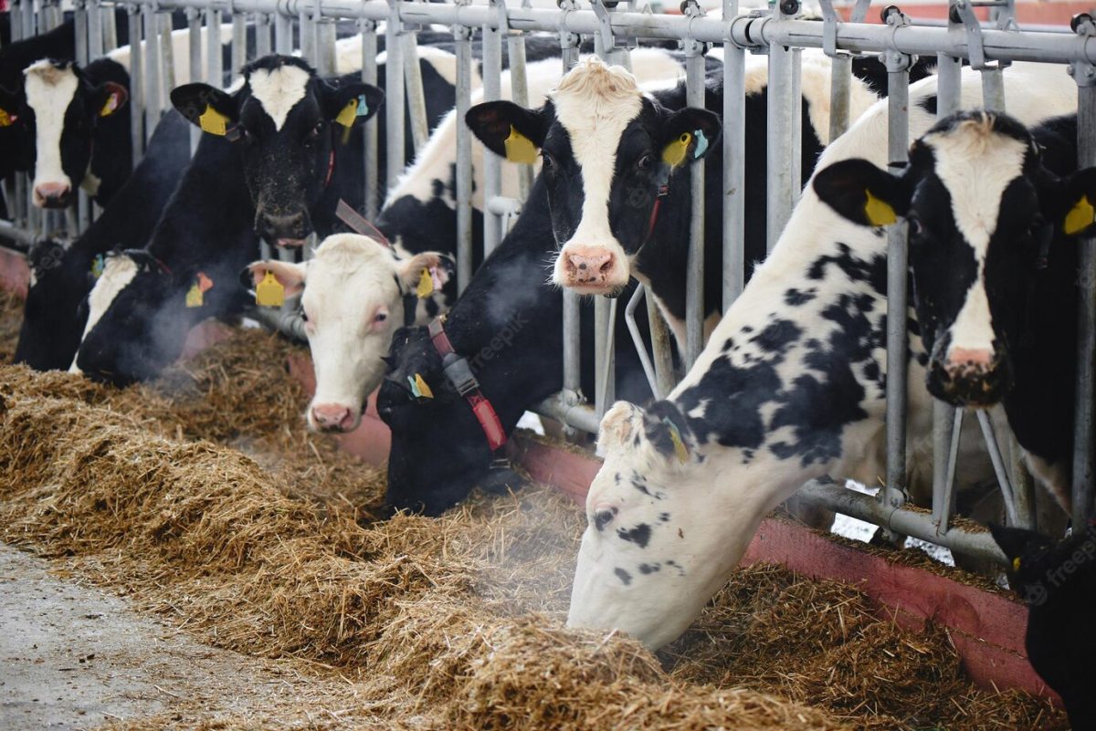 zach ertz after nfc championship game