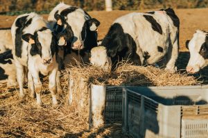 pulseiras de identificacao